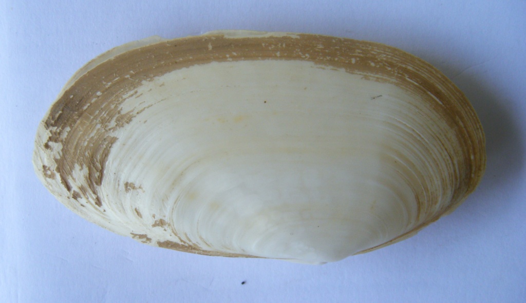 Bivalve 4 = Tapes (Ruditapes) decussatus (Linn, 1758)